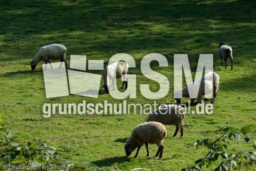 Schaf (47 von 61).jpg